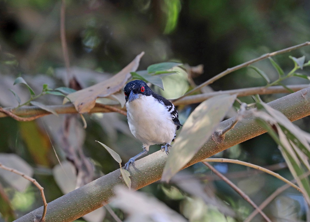 Great Antshrike - ML642001280