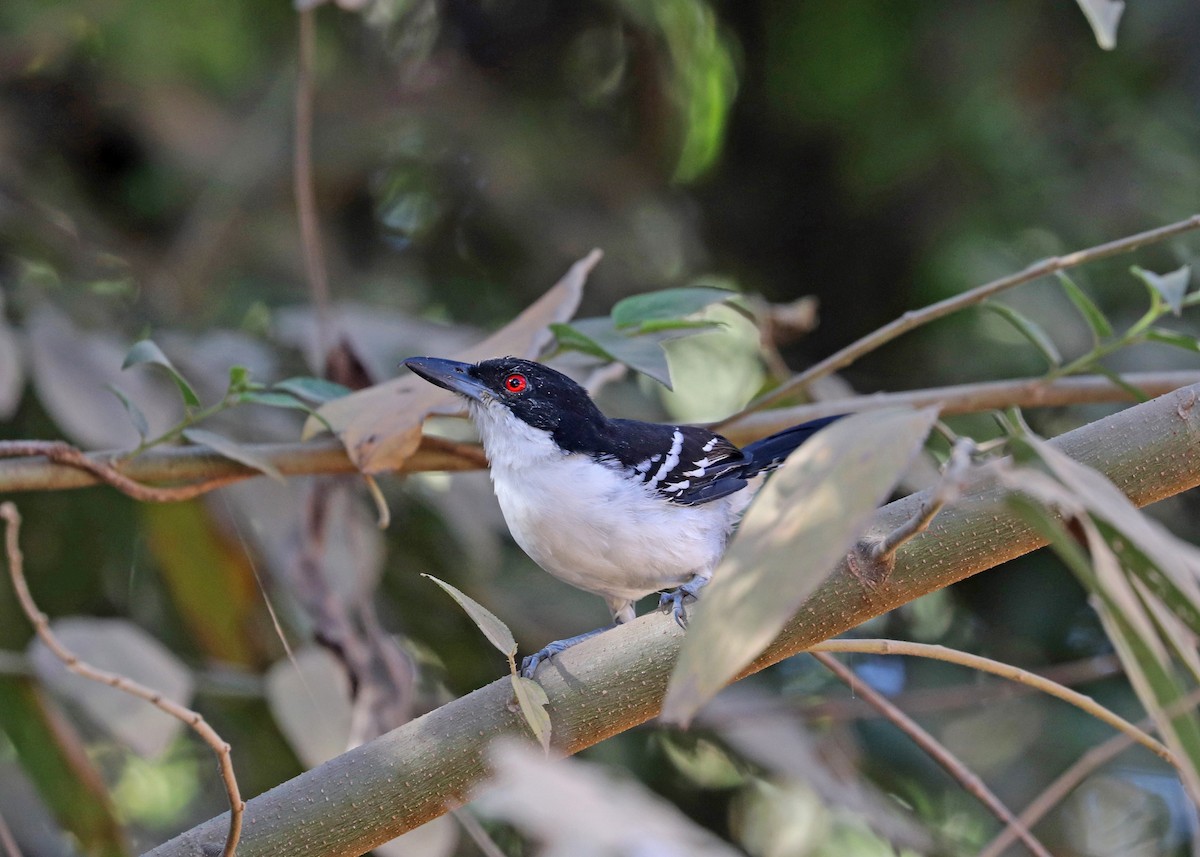 Great Antshrike - ML642001281