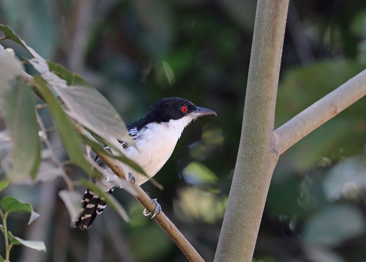 Great Antshrike - ML642001282