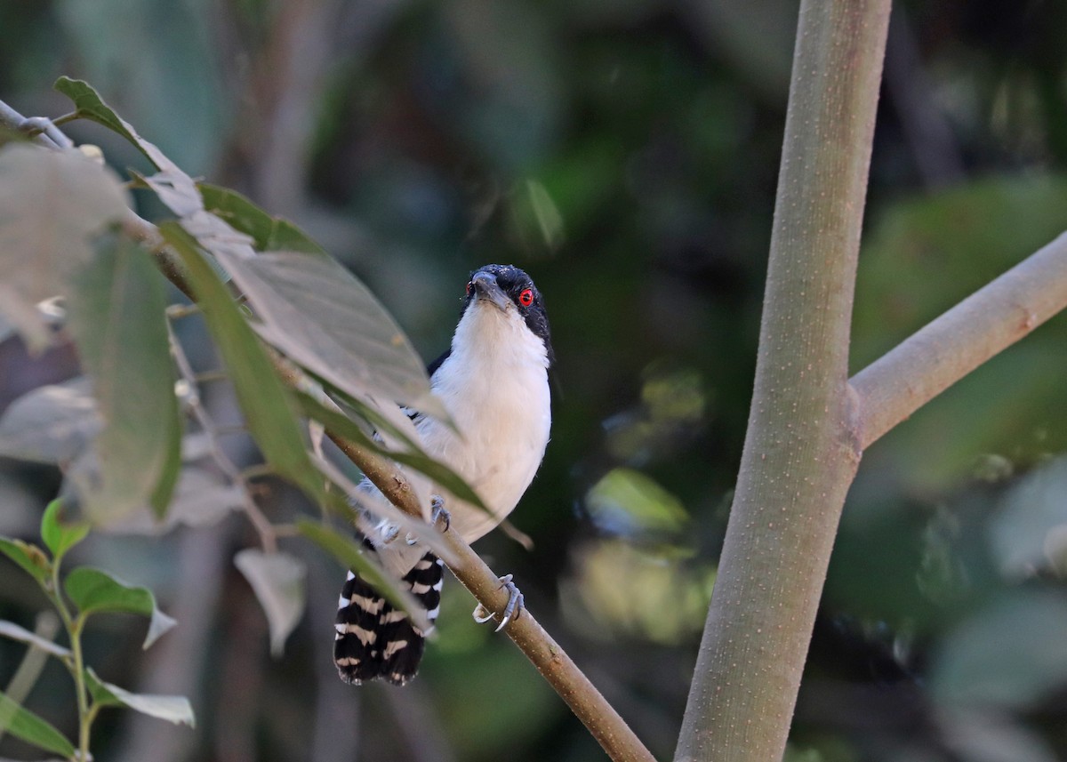 Great Antshrike - ML642001283