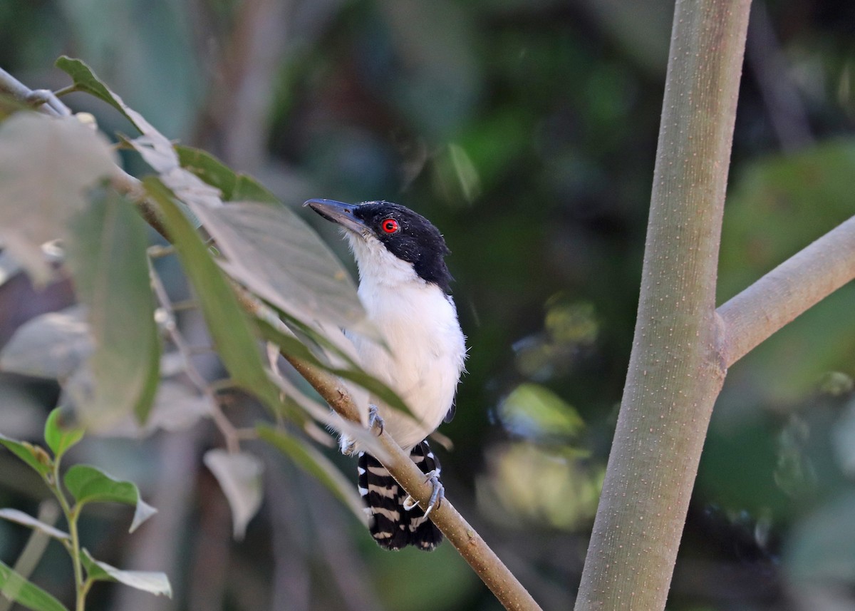 Great Antshrike - ML642001284