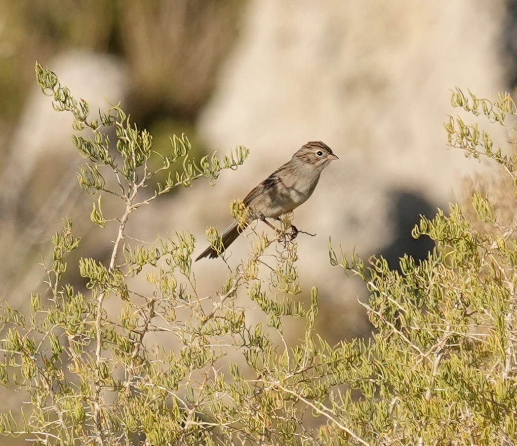 Brewer's Sparrow - ML642001285