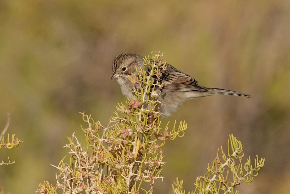 Brewer's Sparrow - ML642001286