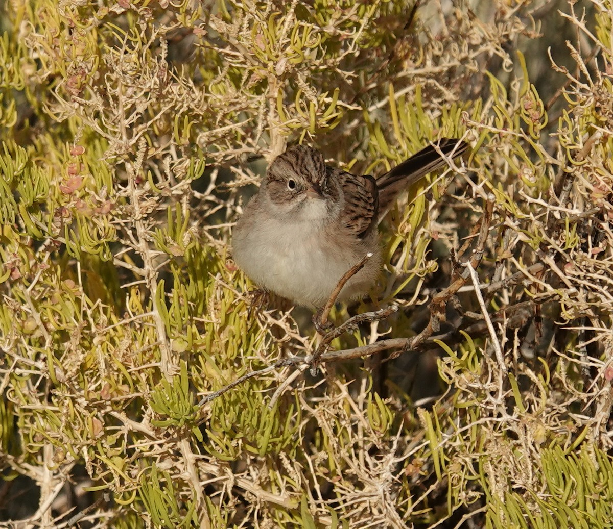 Brewer's Sparrow - ML642001287