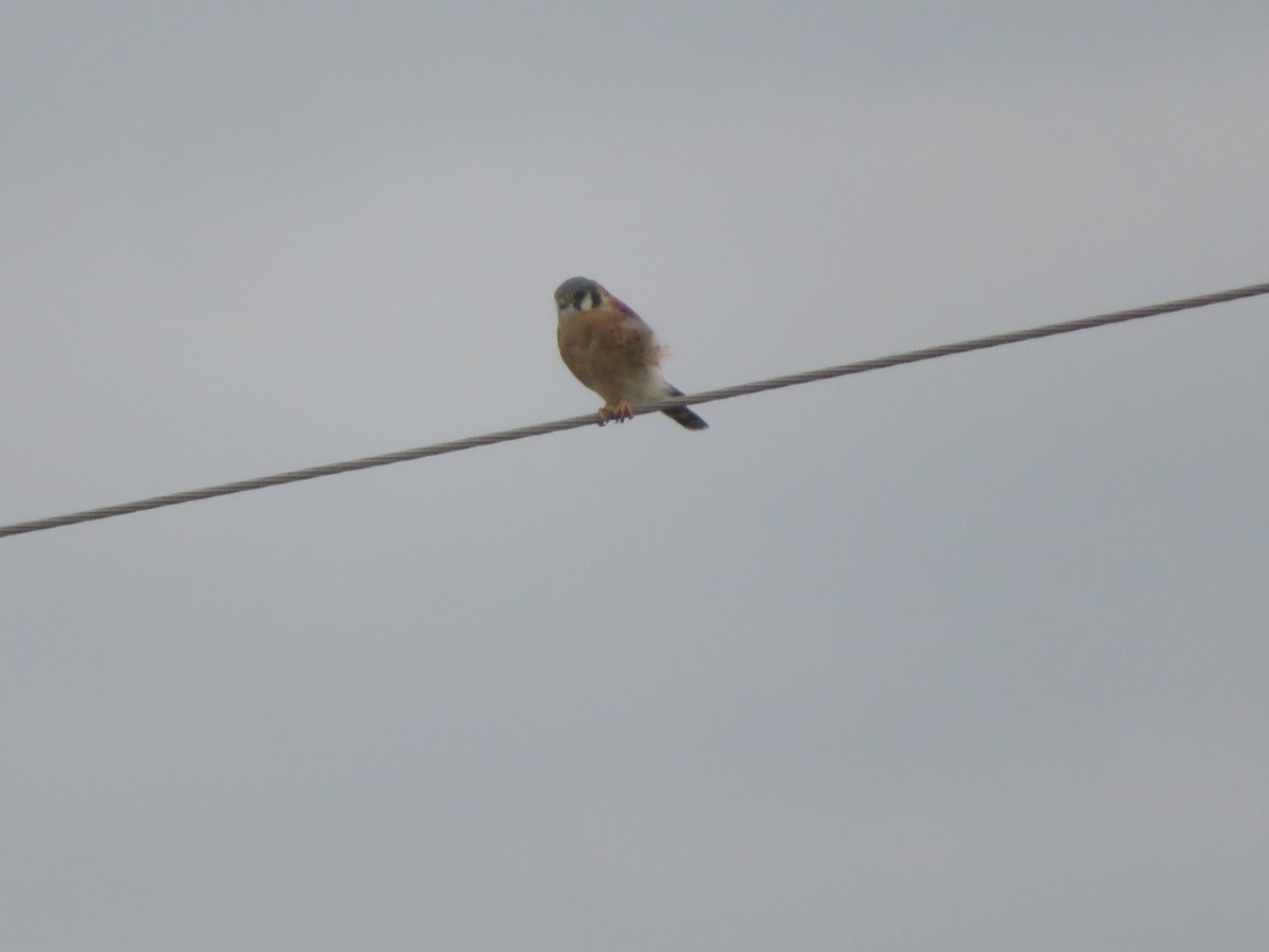 American Kestrel - ML642001288