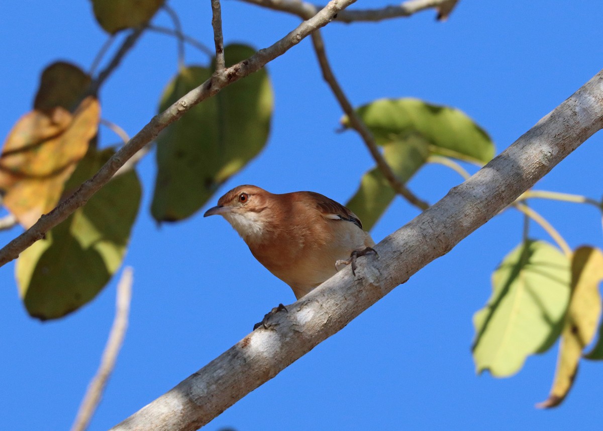 Rufous Hornero - ML642001291