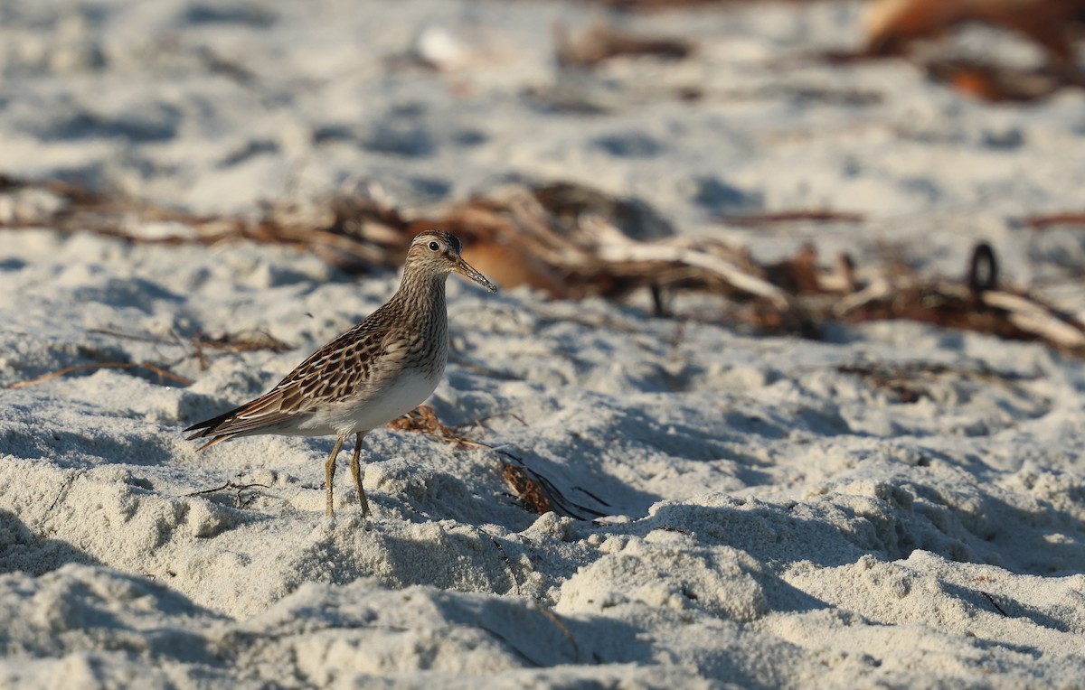 Pectoral Sandpiper - ML642001292
