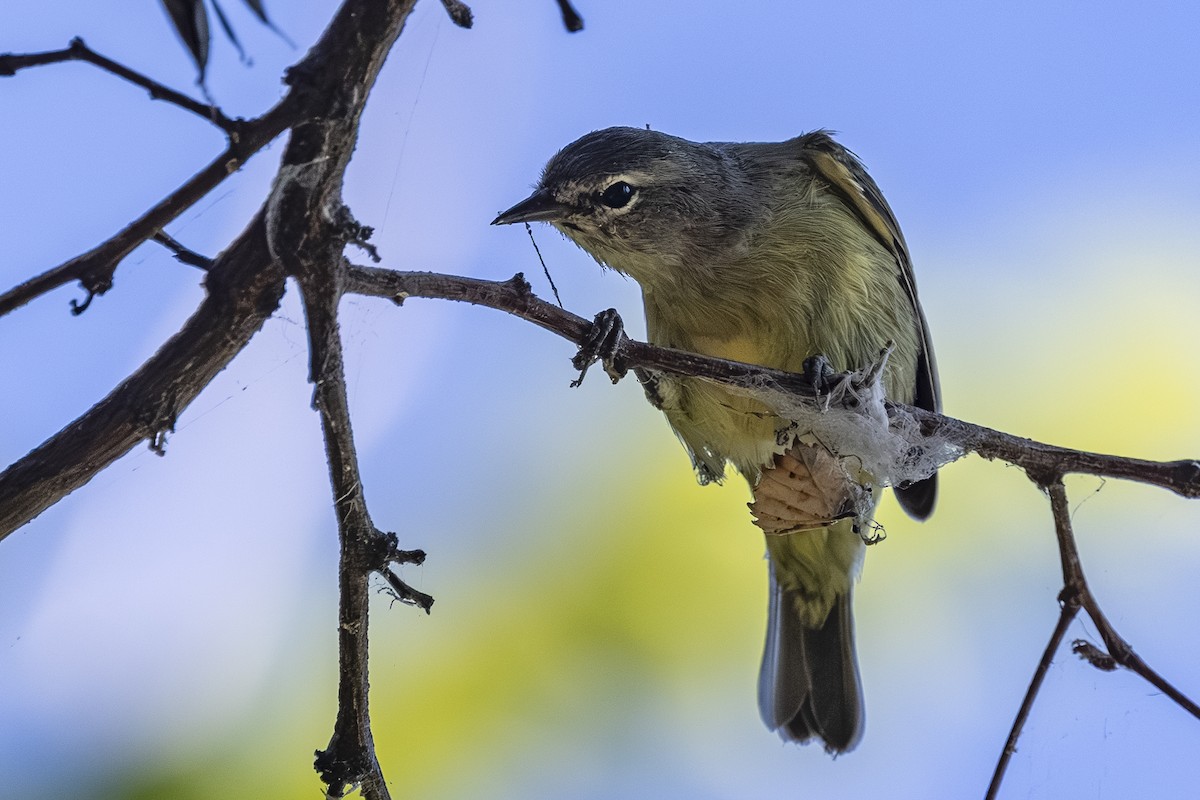 Orange-crowned Warbler - ML642001293