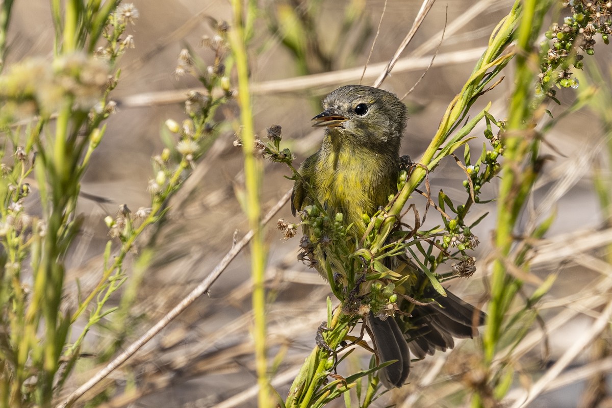 Orange-crowned Warbler - ML642001295