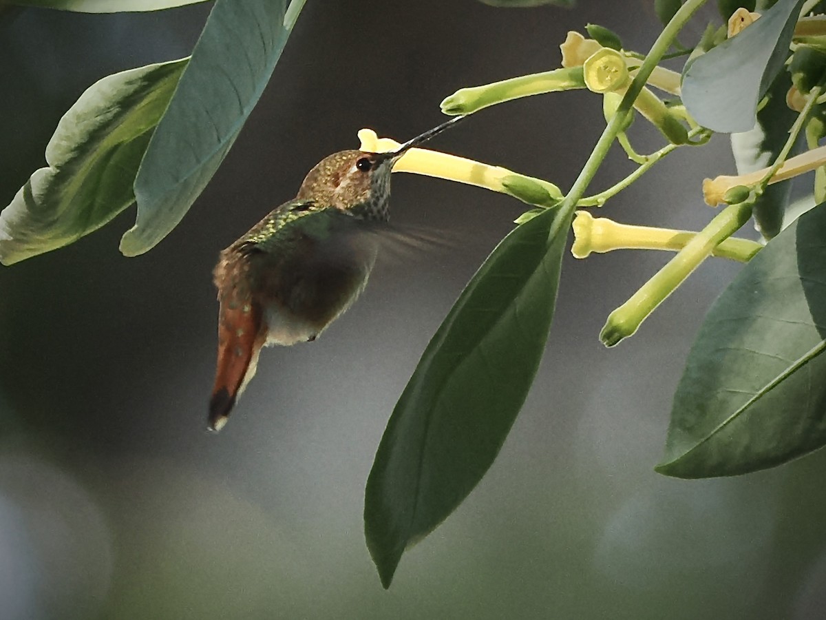 Rufous Hummingbird - ML642001296