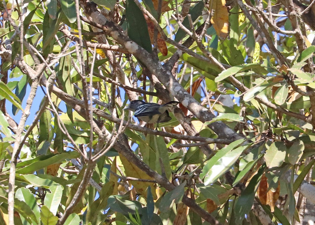 White-winged Becard - ML642001297