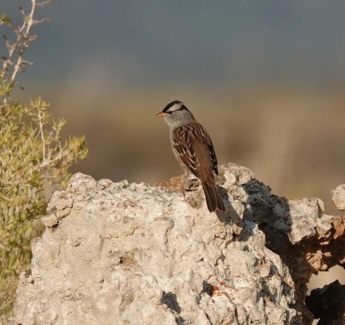 White-crowned Sparrow (oriantha) - ML642001299