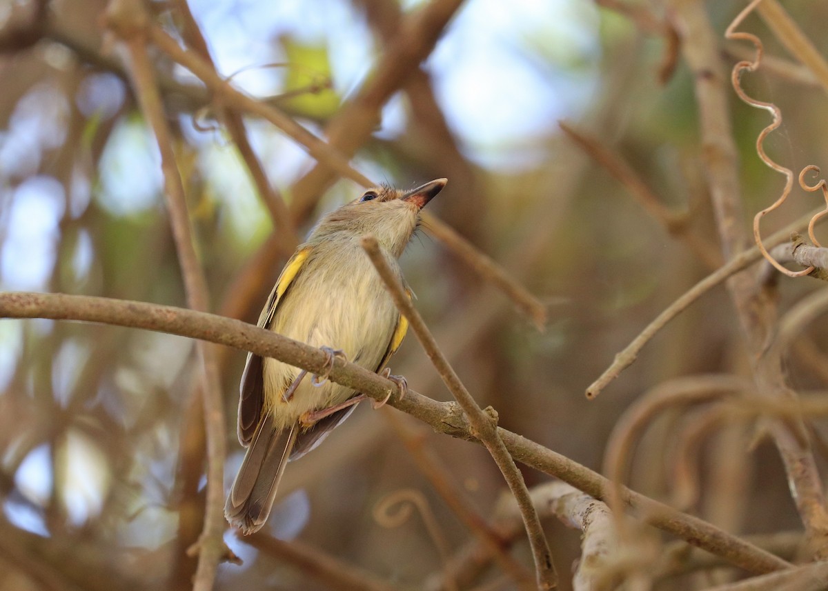 Rusty-fronted Tody-Flycatcher - ML642001300