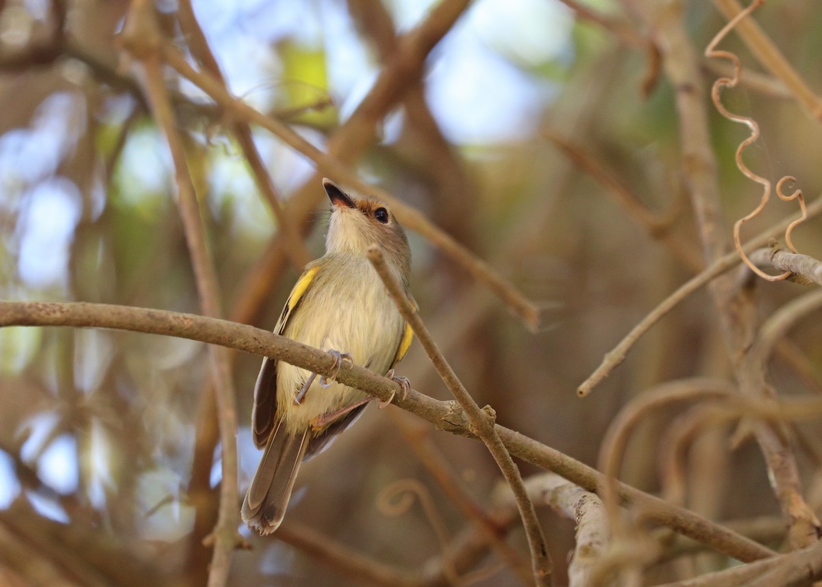 Rusty-fronted Tody-Flycatcher - ML642001301