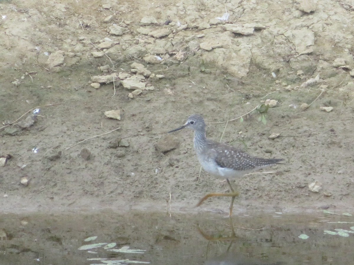 Lesser Yellowlegs - ML642001304