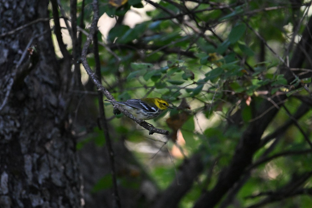 Black-throated Green Warbler - ML642001307