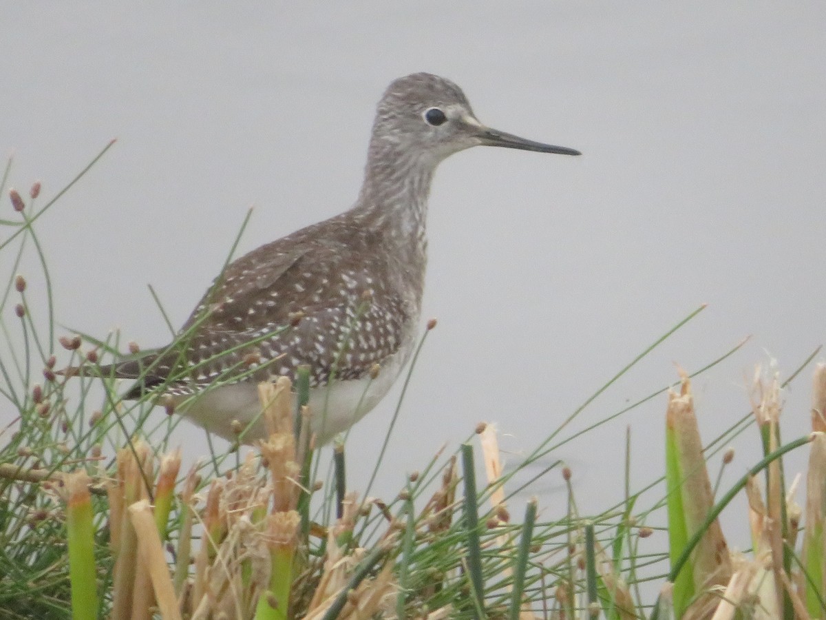 Lesser Yellowlegs - ML642001316