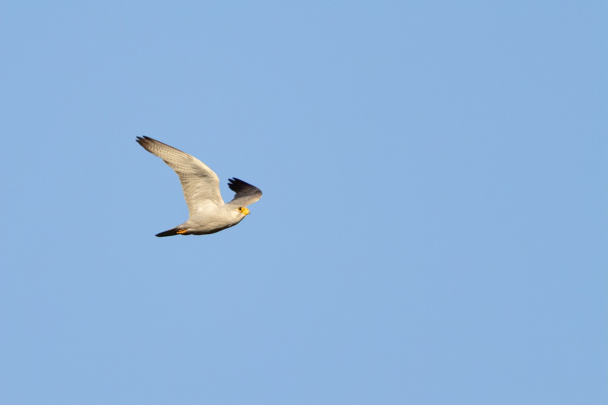 Gray Falcon - ML642001317