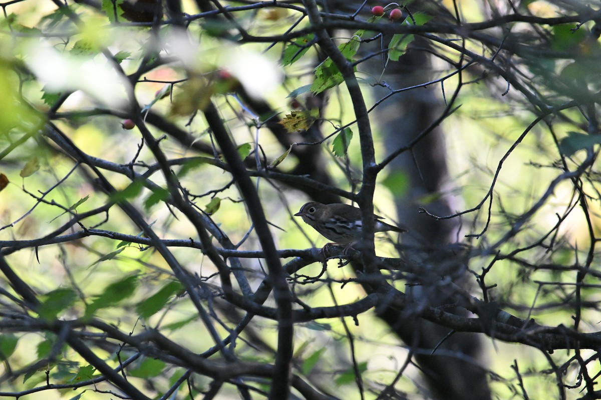 Ovenbird - ML642001332