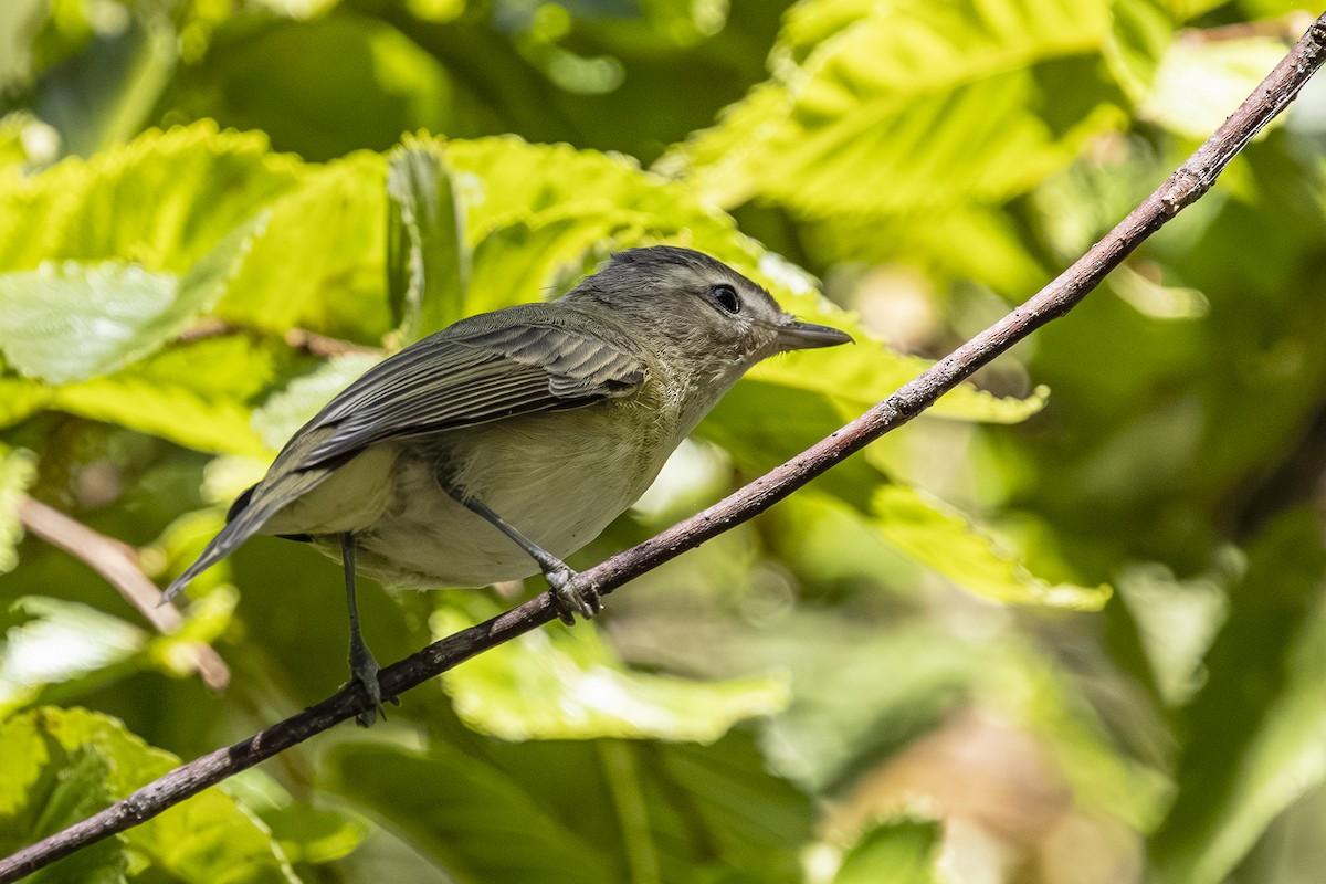 Warbling Vireo - ML642001349
