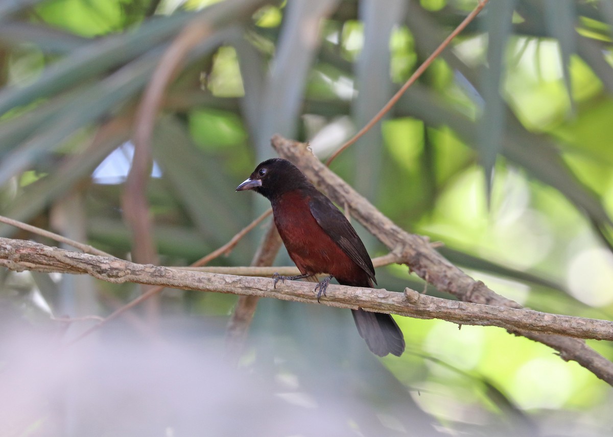 Silver-beaked Tanager - ML642001350