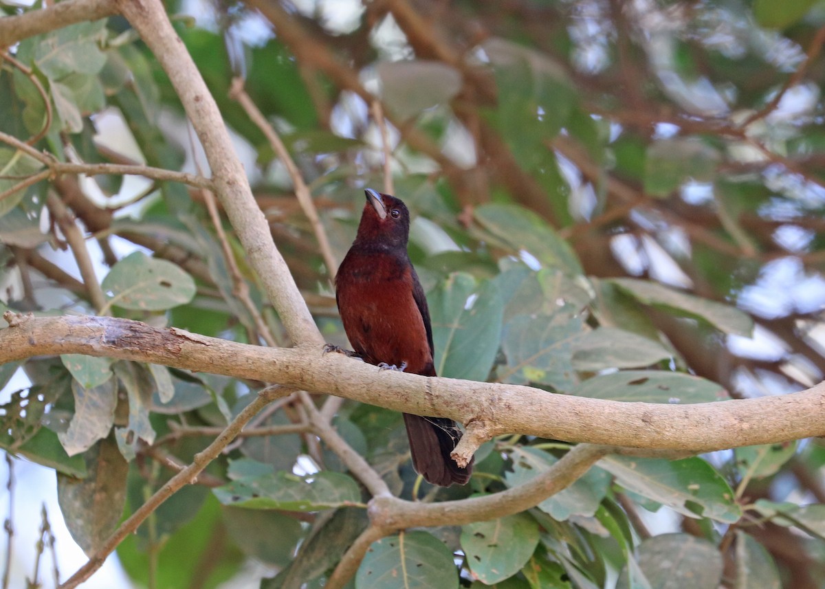 Silver-beaked Tanager - ML642001351
