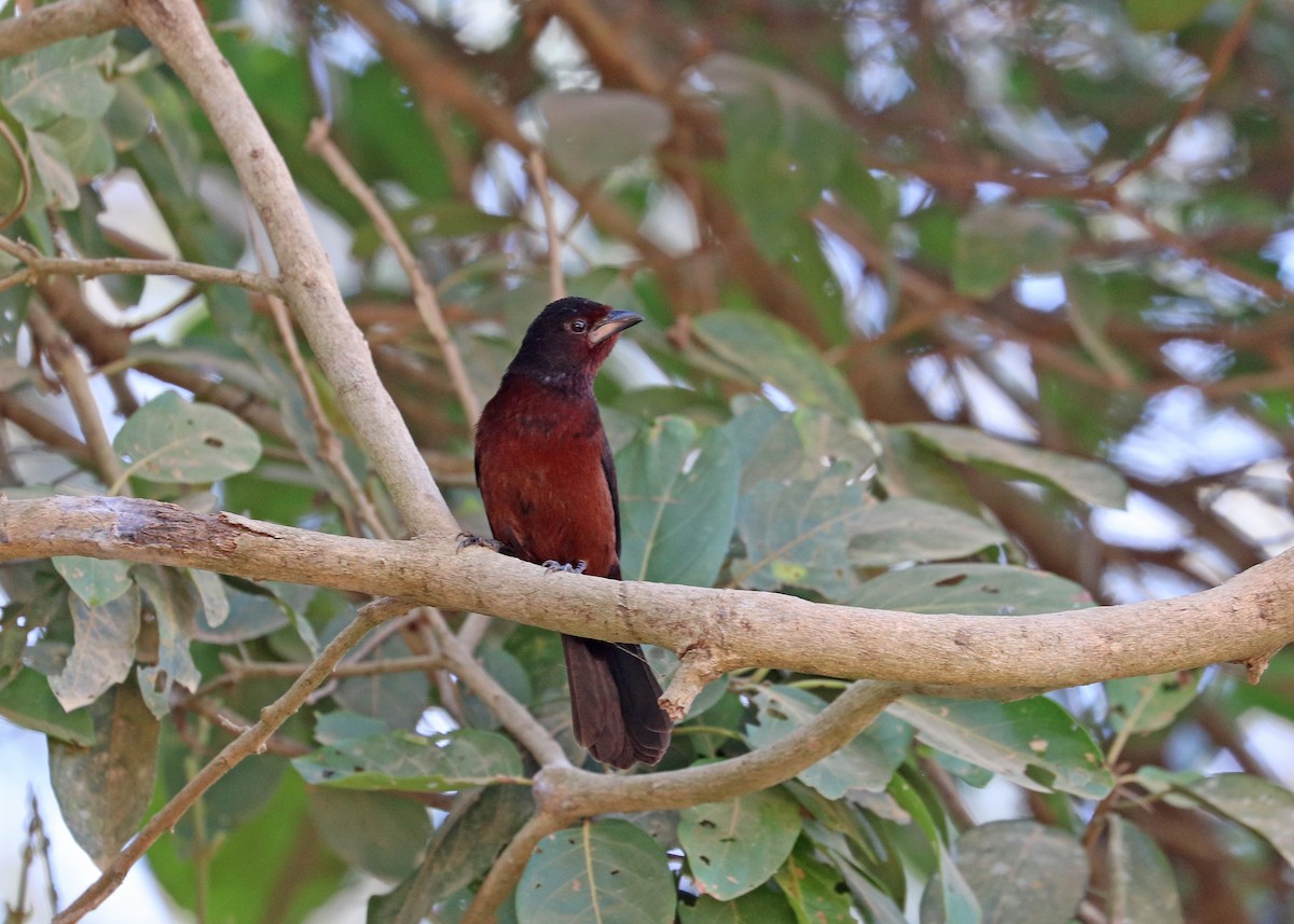 Silver-beaked Tanager - ML642001352