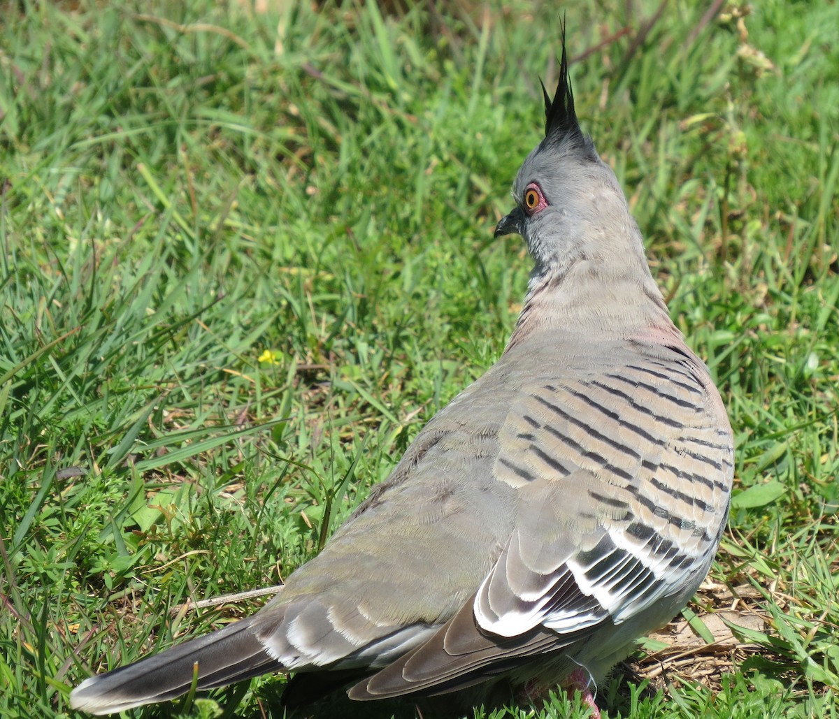 Crested Pigeon - ML642001353