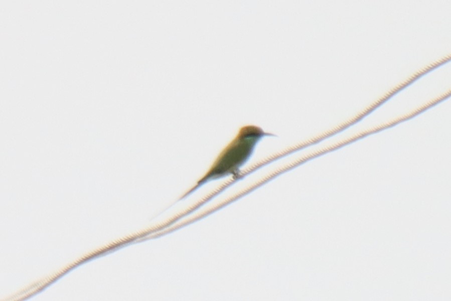 Asian Green Bee-eater - ML642001357