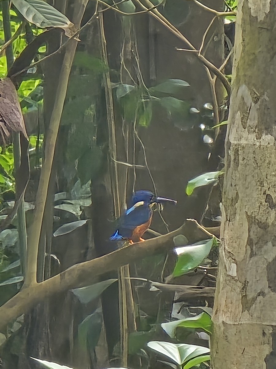 kingfisher sp. - ML642001358