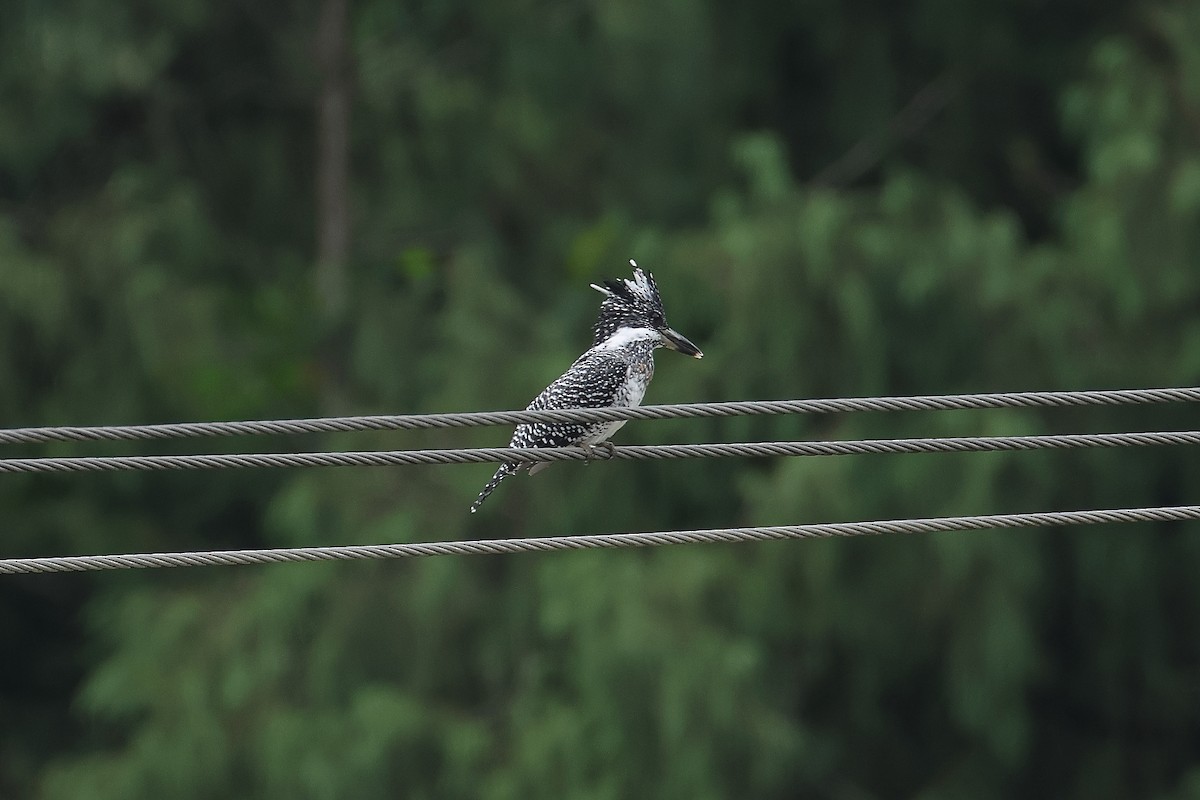 Crested Kingfisher - ML642001360