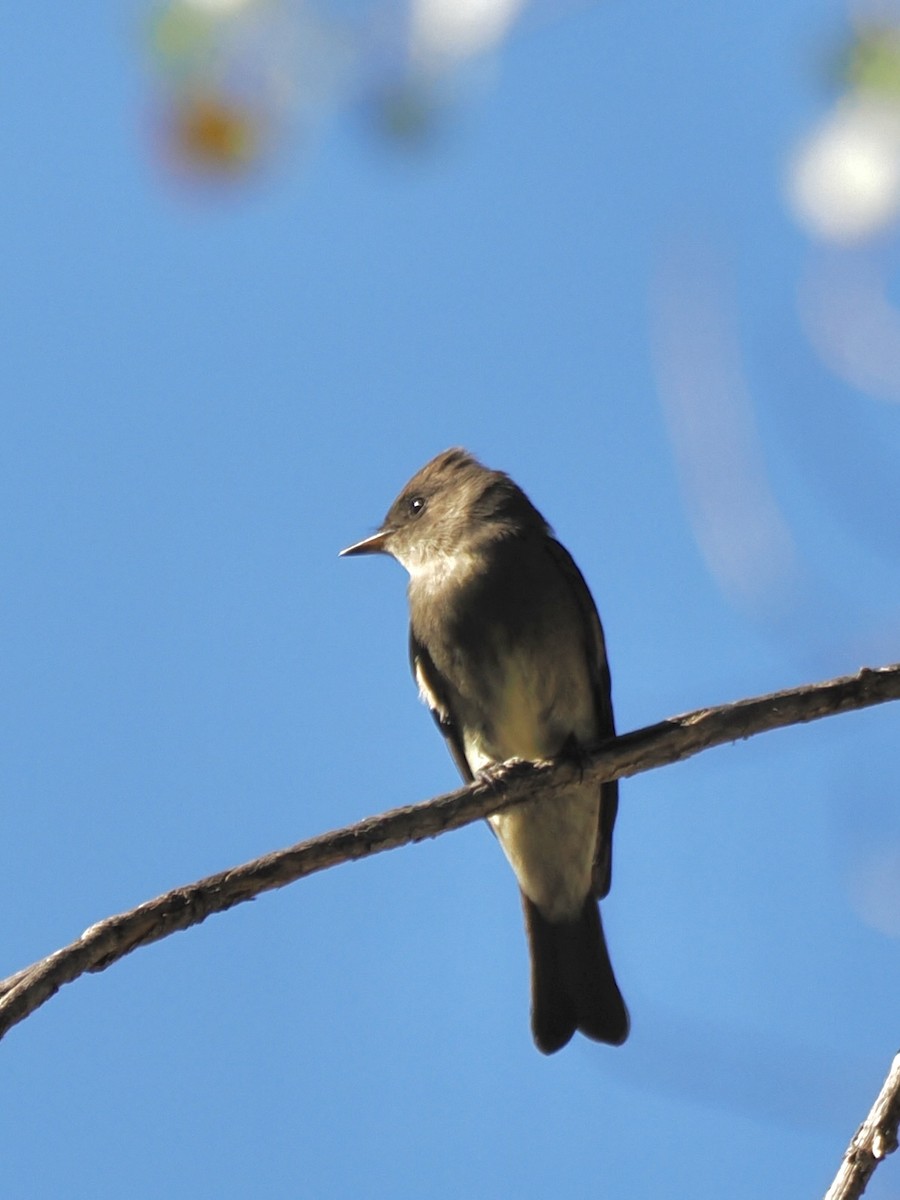 Western Wood-Pewee - ML642001361