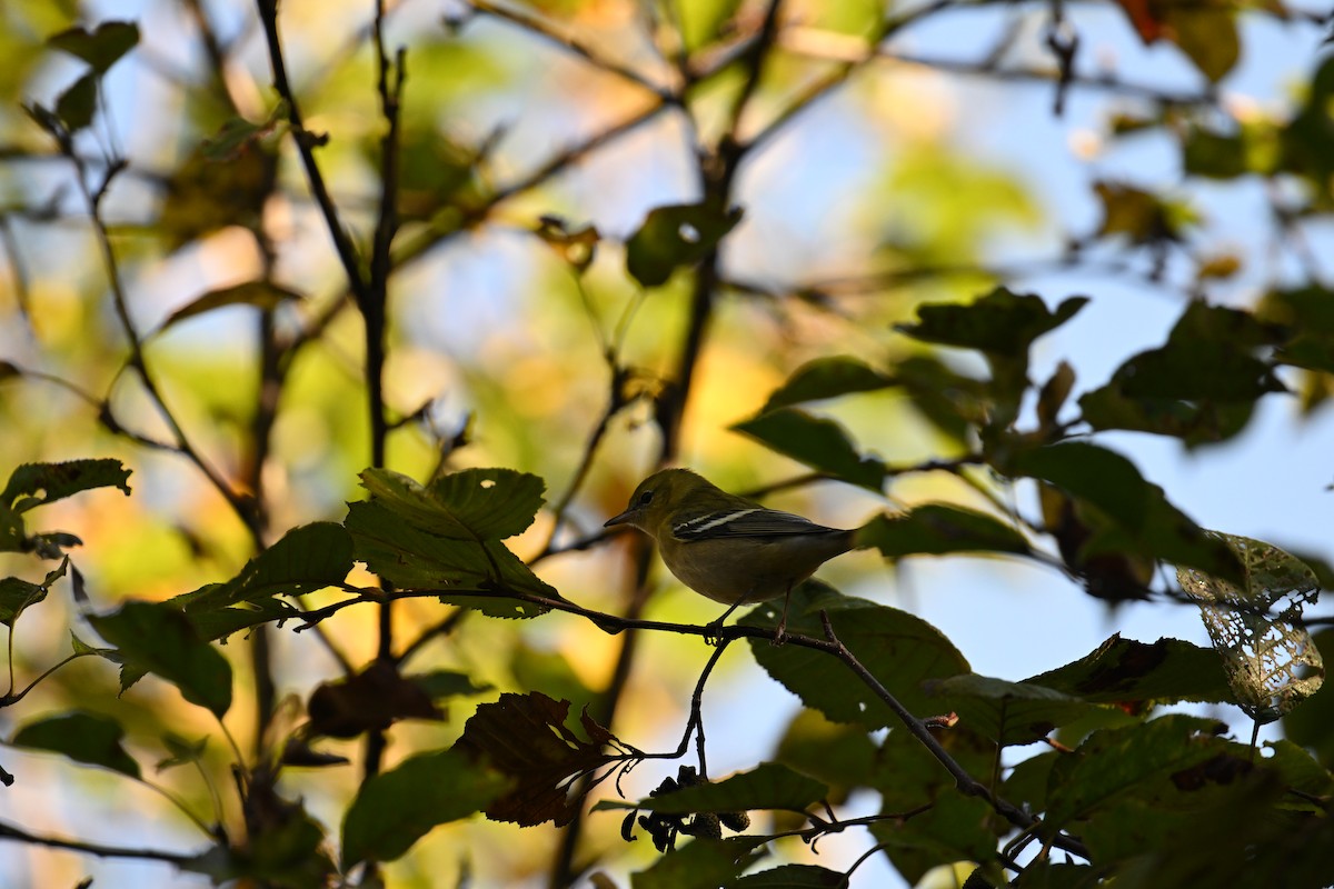 Bay-breasted Warbler - ML642001362