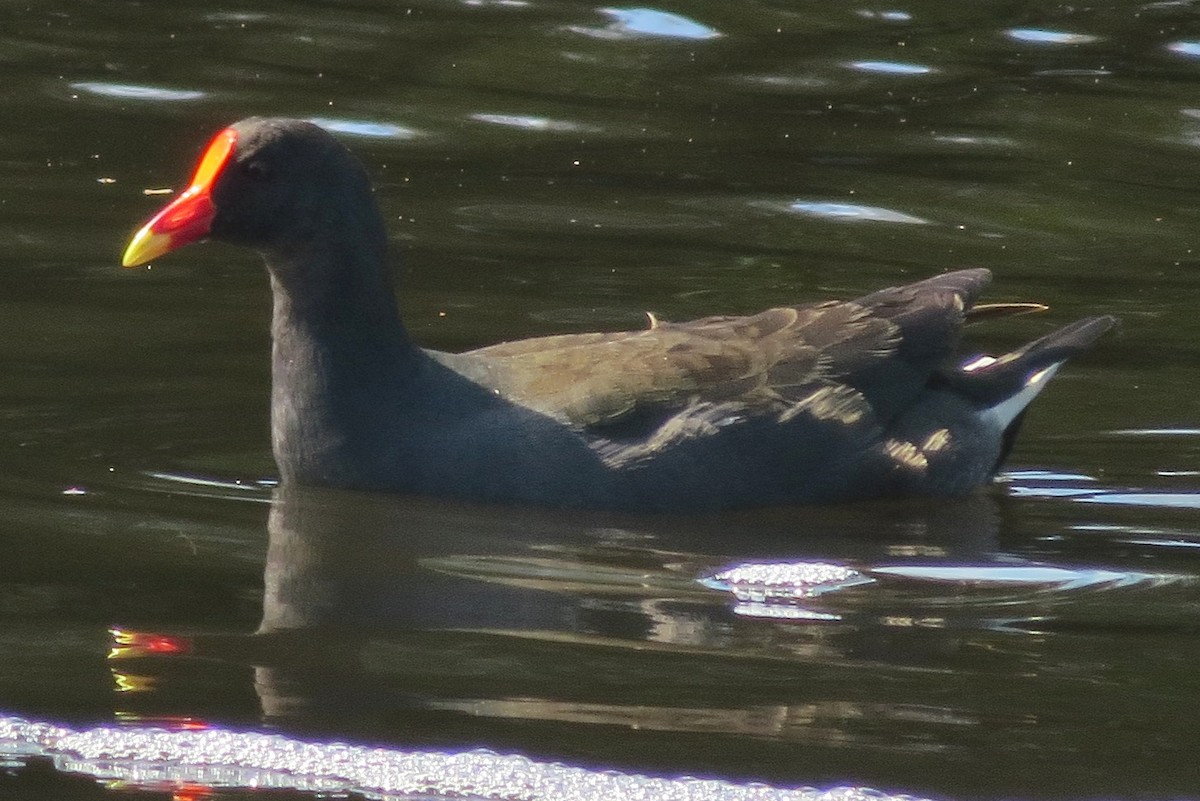 Dusky Moorhen - ML642001365