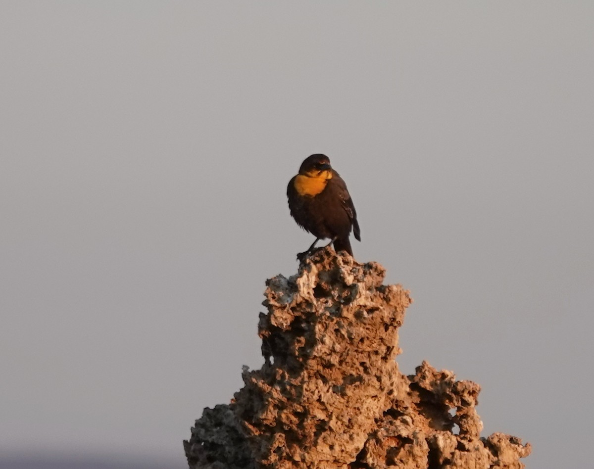 Yellow-headed Blackbird - ML642001366
