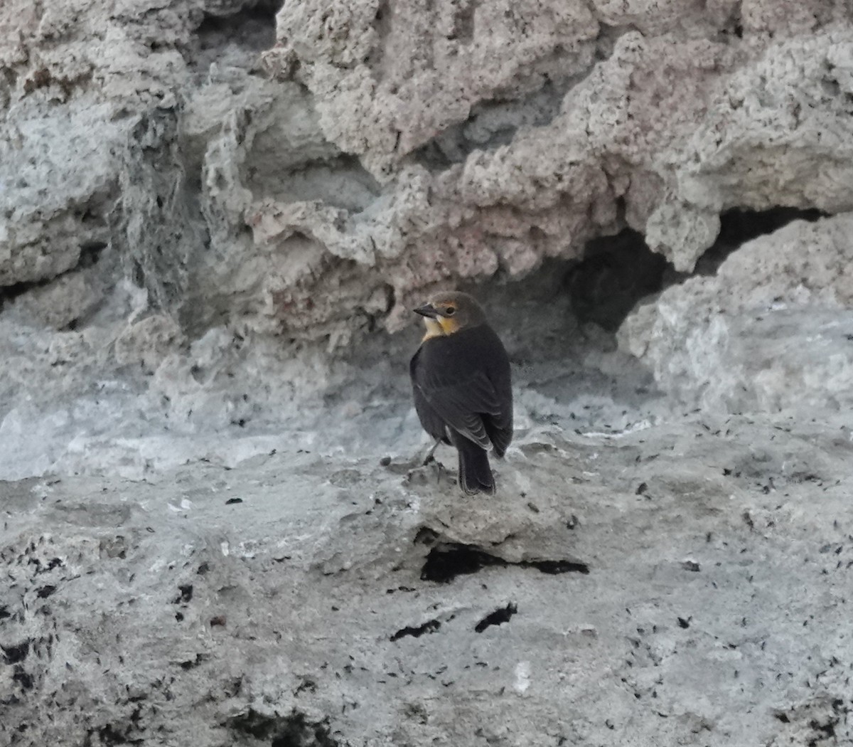 Yellow-headed Blackbird - ML642001367
