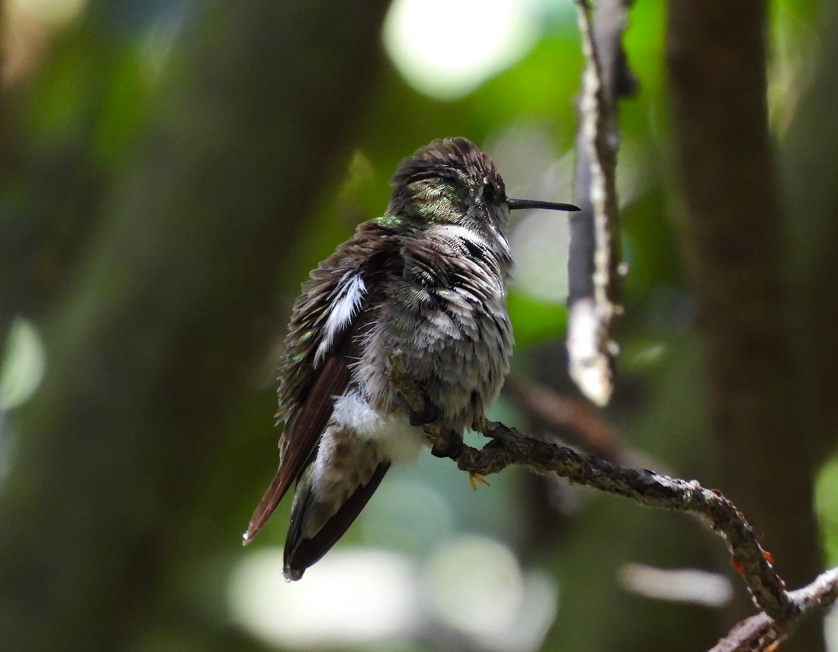 Anna's Hummingbird - ML642001368