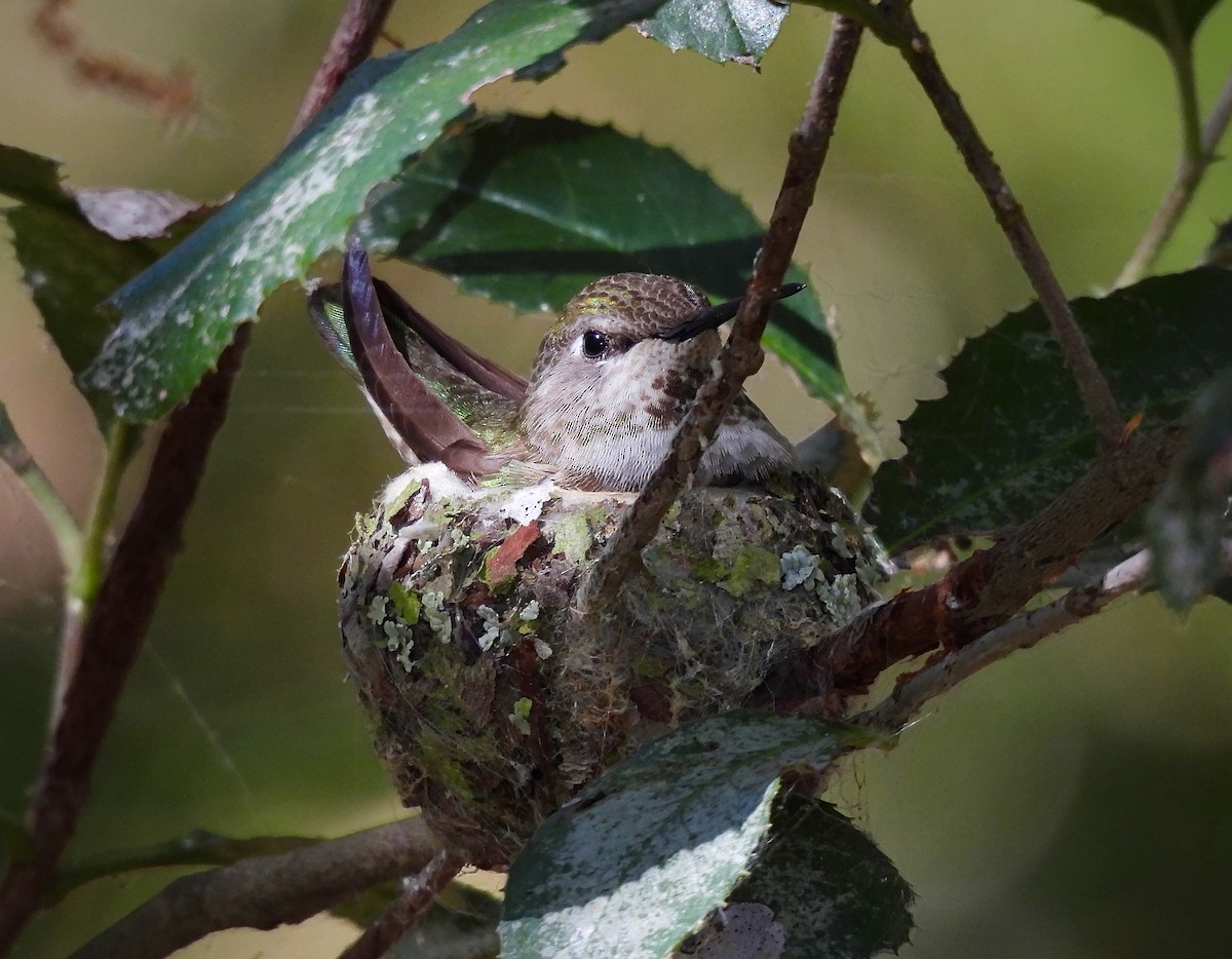 Anna's Hummingbird - ML642001369