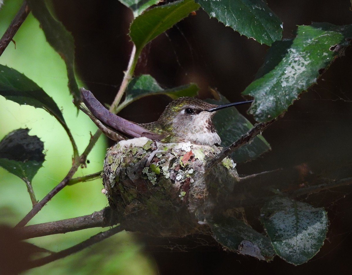 Anna's Hummingbird - ML642001370