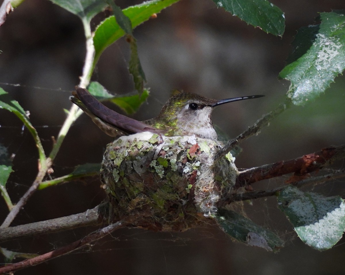 Anna's Hummingbird - ML642001372