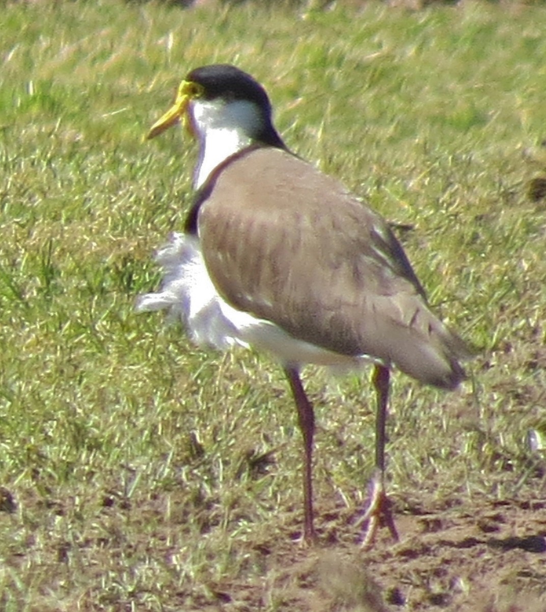 Masked Lapwing - ML642001373