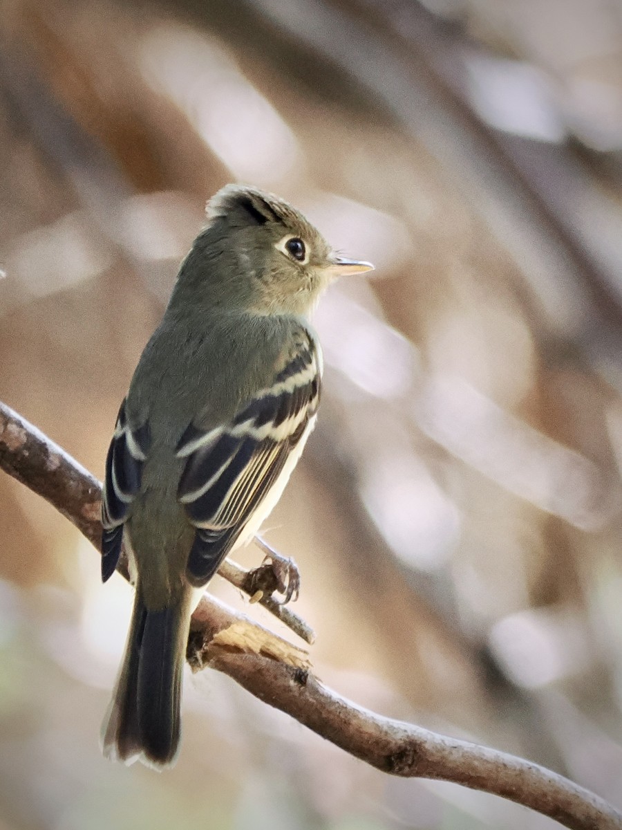 Western Flycatcher - ML642001374
