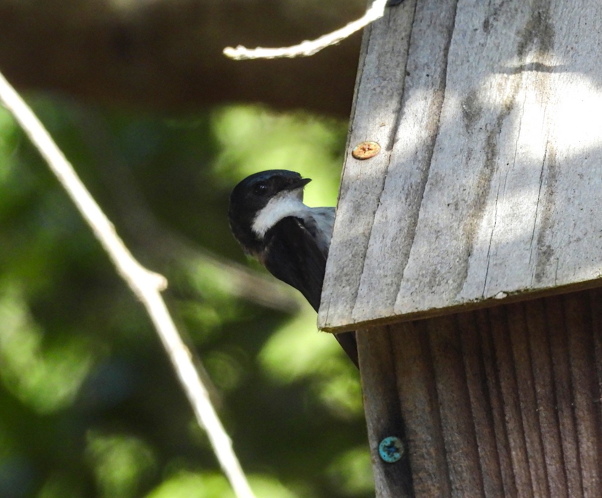 Tree Swallow - ML642001376