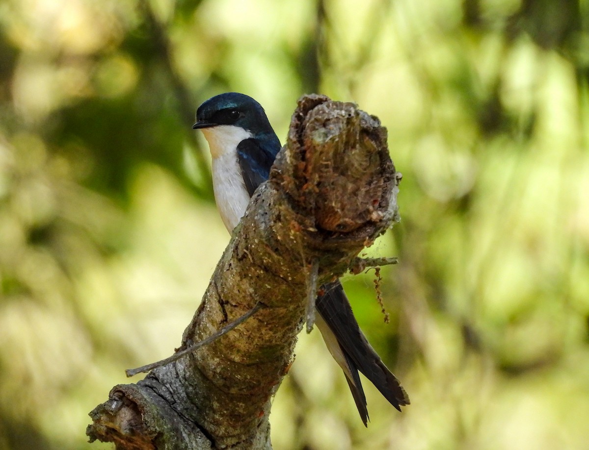 Tree Swallow - ML642001377