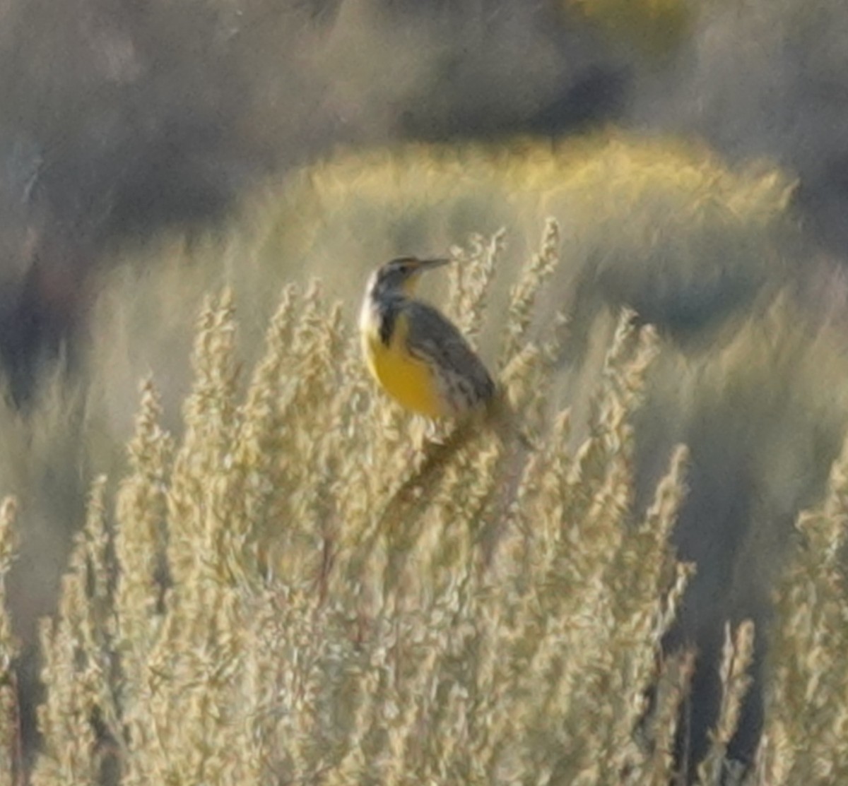 Western Meadowlark - ML642001378
