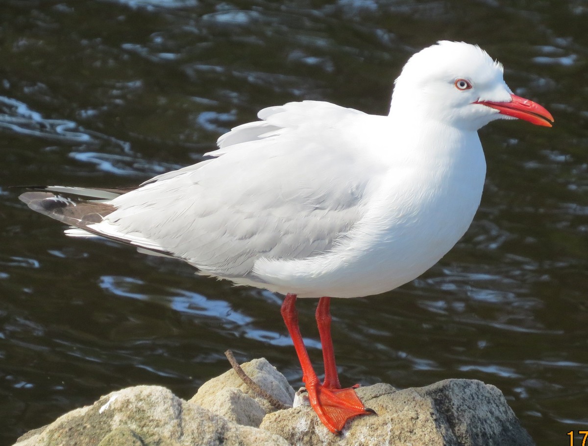 Silver Gull (Silver) - ML642001381