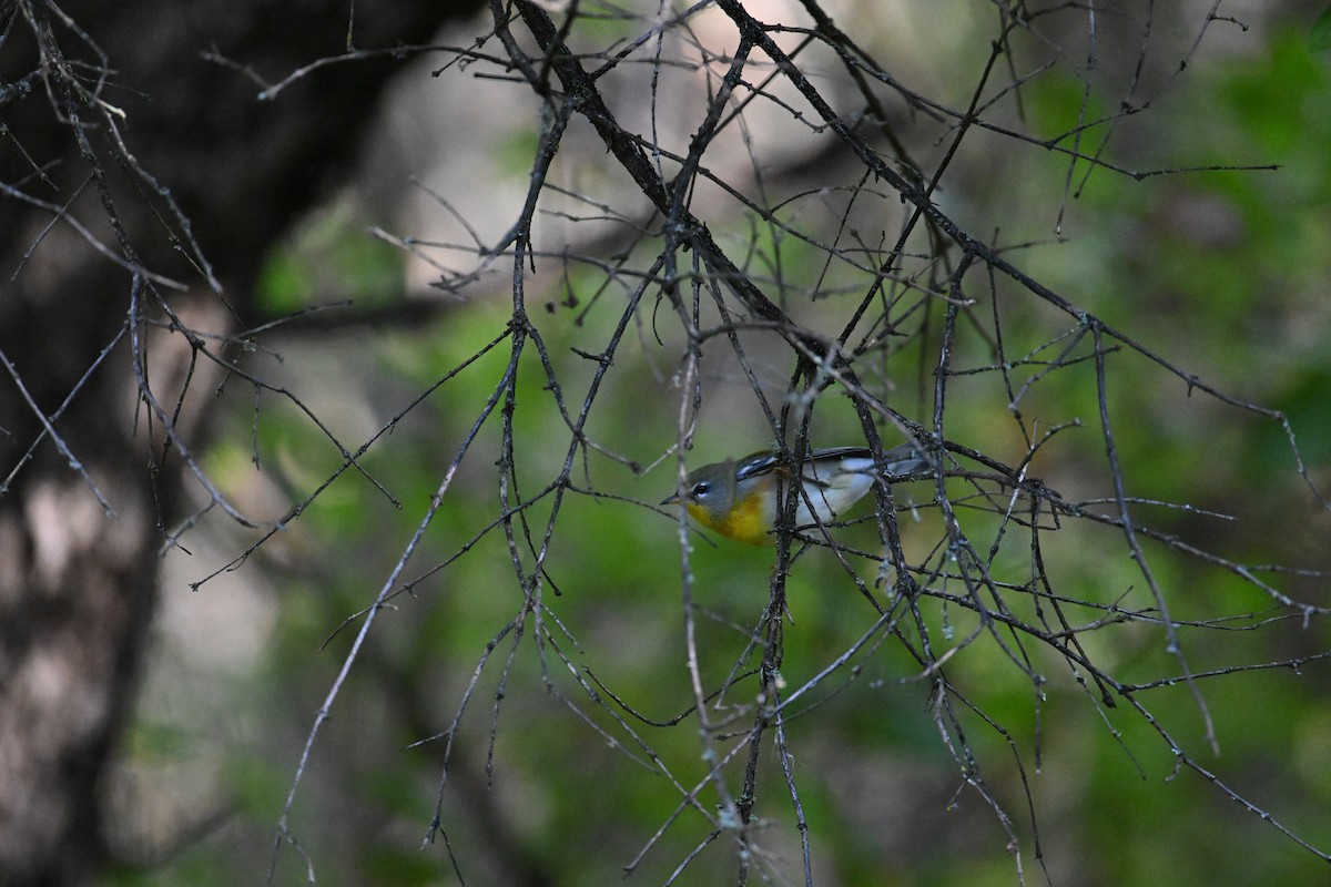 Northern Parula - ML642001383