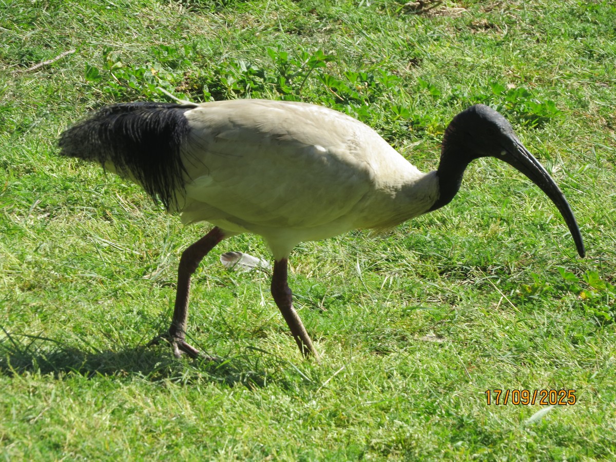 Australian Ibis - ML642001394