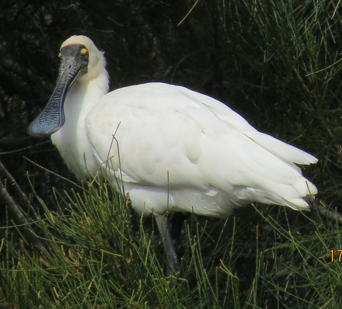 Royal Spoonbill - ML642001398