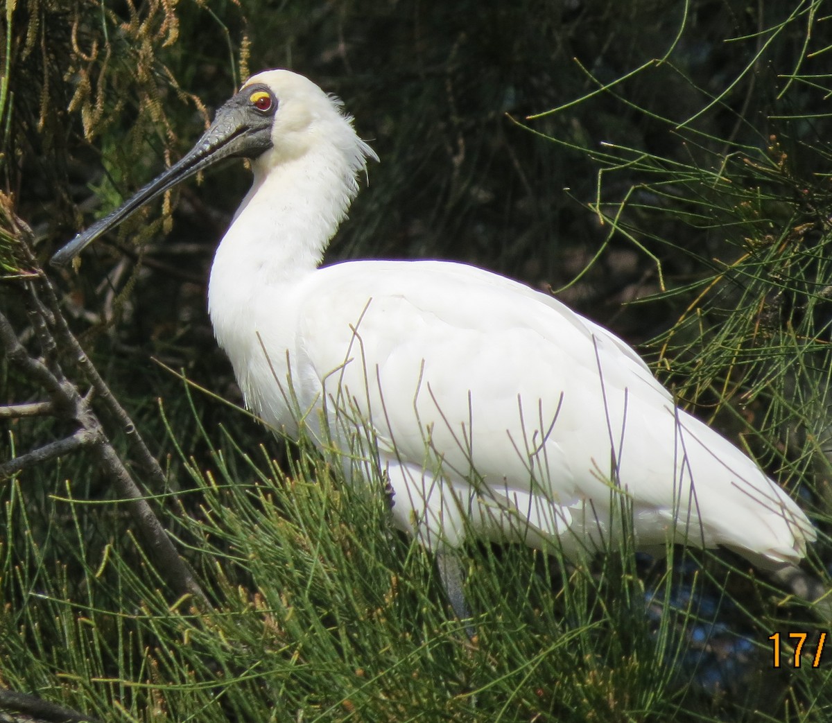 Royal Spoonbill - ML642001399
